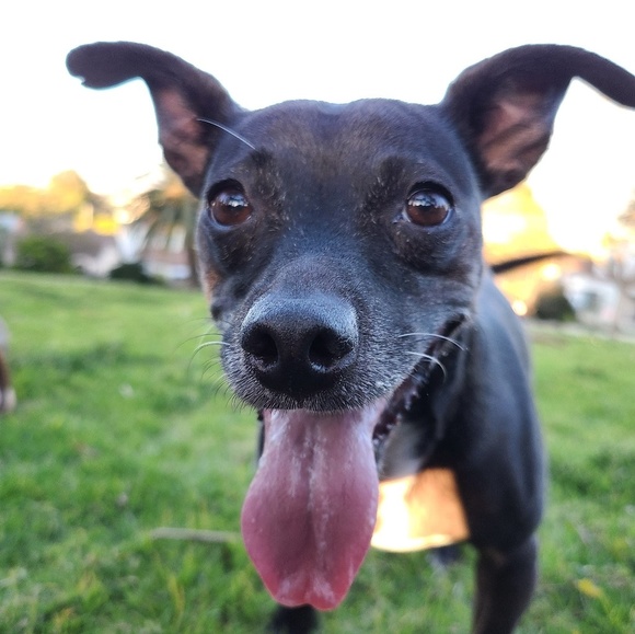 Meet your Posher, Jack - Picture 1 of 1